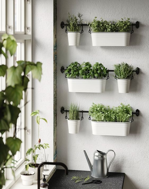 Idée déco plantes vertes au mur